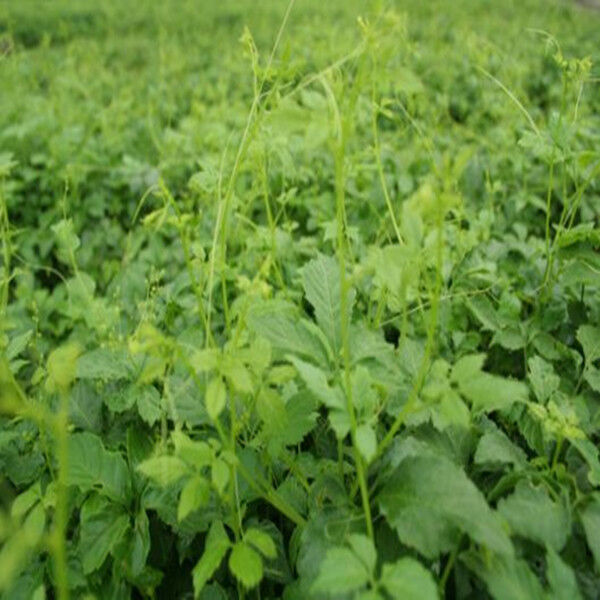 HelloYoung 200g Wild Aescinate Gynostemma Pentaphyllum Jiaogulan Herbal Tea Liver Eyesight