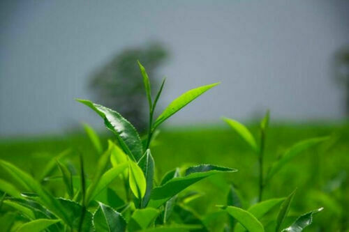 HelloYoung Taiwan Lan Gui Ren Oolong Tea Ginseng Oolong Tea Green Tea Chinese Health Tea
