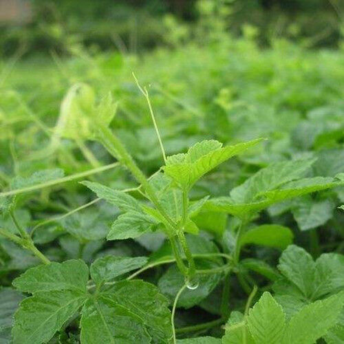 HelloYoung 200g Wild Aescinate Gynostemma Pentaphyllum Jiaogulan Herbal Tea Liver Eyesight
