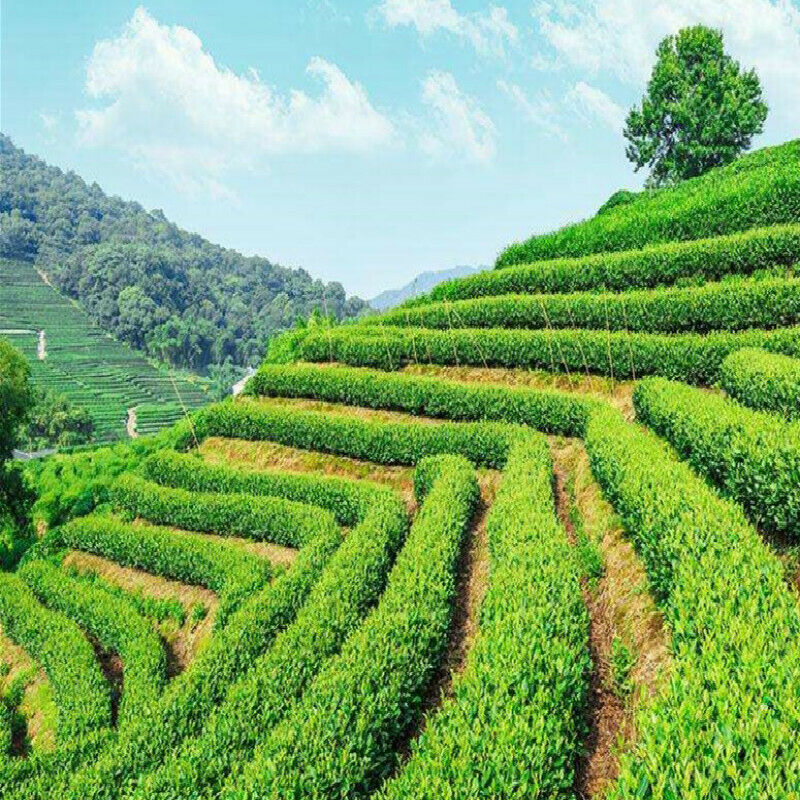 HelloYoung Organic Dried Loose Lotus Leaf Tea Herbal Tea Chinese Special Tea Slimming Tea