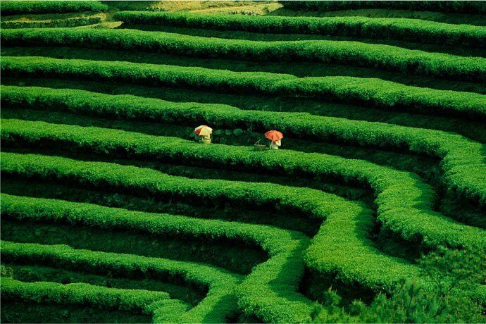 White Tea Special Organic Nice Bud Wild Pu-erh Tea China cha Tea Loose Leaf 100g
