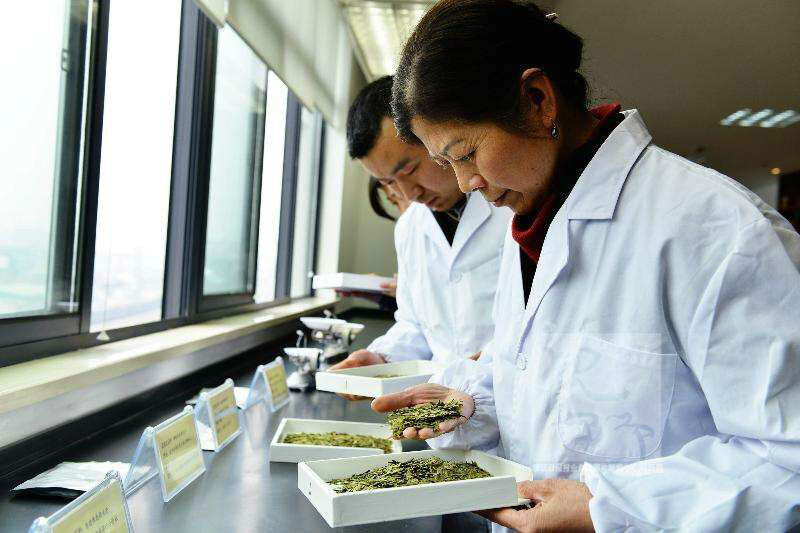 HelloYoung Premium cha Puer Tea Yunnan Green Pu'er Tea  Puerh Tuo Cha Pu erh Old Tree 100g