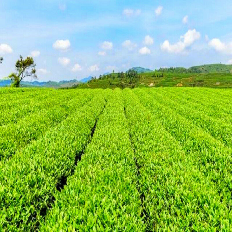 Pure Natural Bitter Buckwheat Whole Germ Herbal Tea Black Bitter Tea Green Food