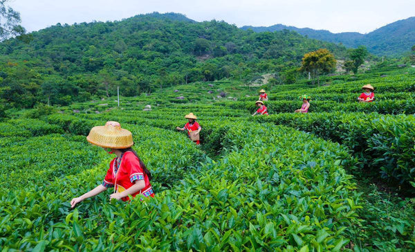 Old Pureh Tea High Quality Yunnan Puer Tea 250g Premium Chinese Pu'Er Tea Brick