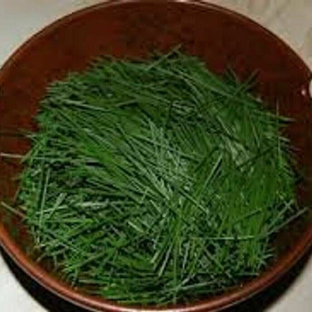 250g Pine Needle Tea Herb Medicine Healthy Anti-Aging Super Food