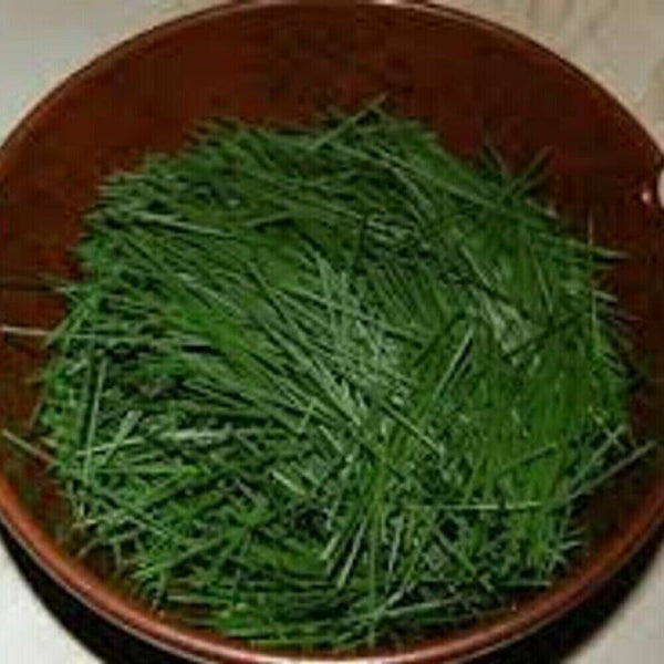 250g Pine Needle Tea Herb Medicine Healthy Anti-Aging Super Food