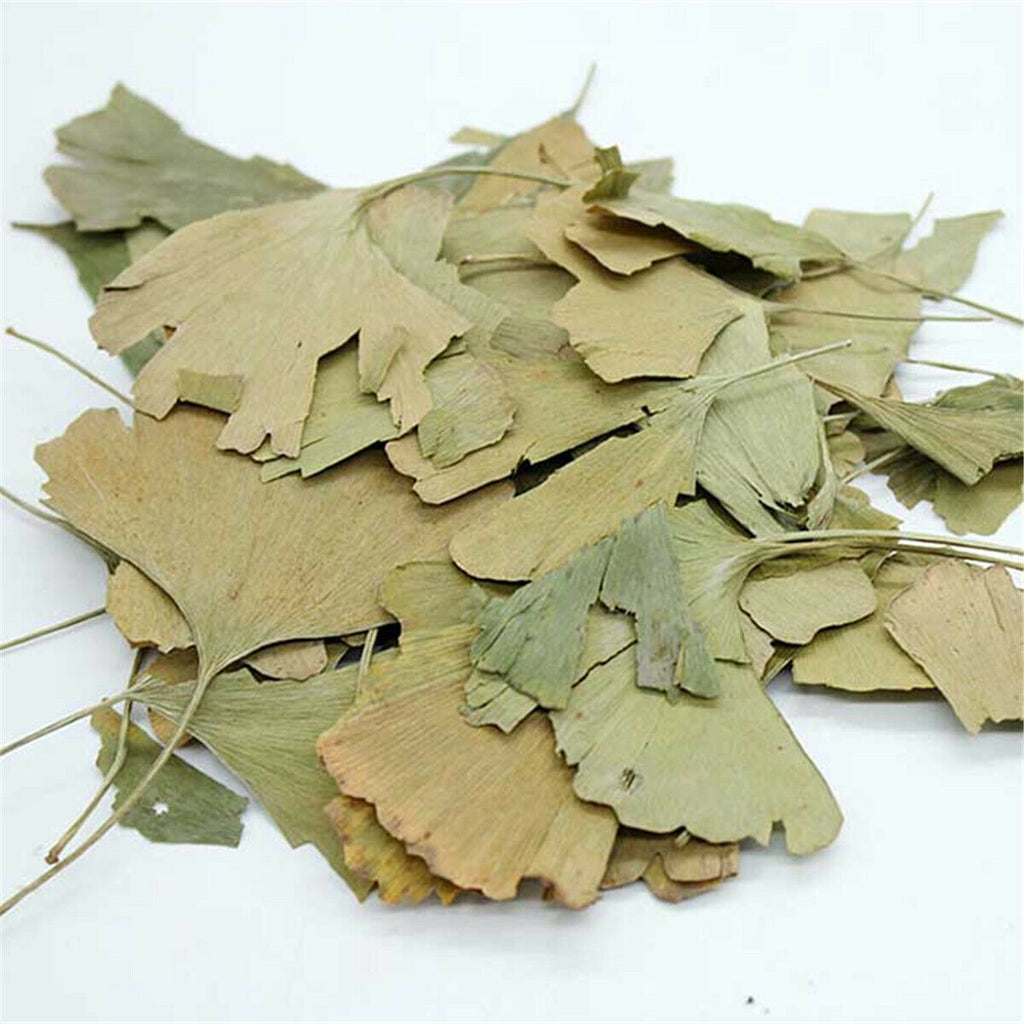 Ginkgo Biloba Blätter Chinesischer Wild Ginkgo Tee Kräutertee Pflanzenblätter
