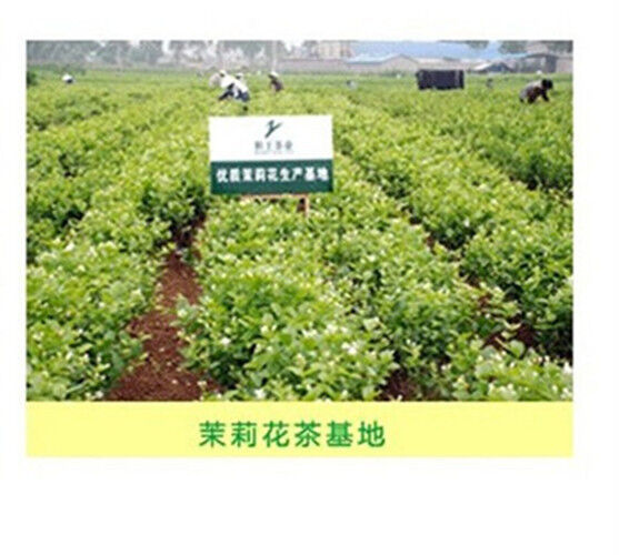 100g Top Organic Floral Tea Weight Loss Dried Jasmine Tea Herb Tea Healthy Drink