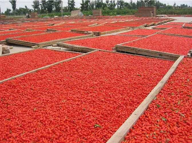 250g Fresh Dried Goji Berries Nespera Wolfberry Chinese Organic Gouqi Herbal Tea