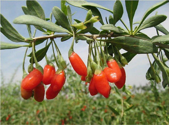 HelloYoung250g New Dried Goji Berries Nespera Wolfberry Chinese Organic Gouqi Herbal Tea Main image