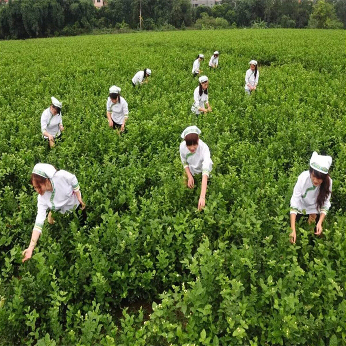 HelloYoung 100g Specials Organic Loose White Tea Pu Er Buds Wild Pu'er Tea China Puerh cha