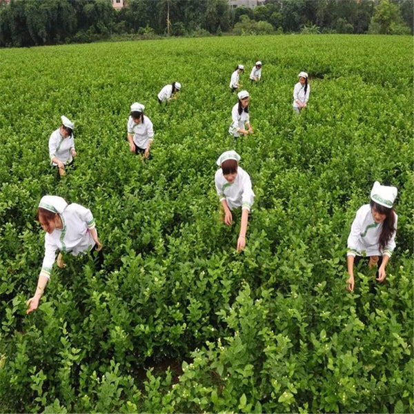 HelloYoung 100g Specials Organic Loose White Tea Pu Er Buds Wild Pu'er Tea China Puerh cha