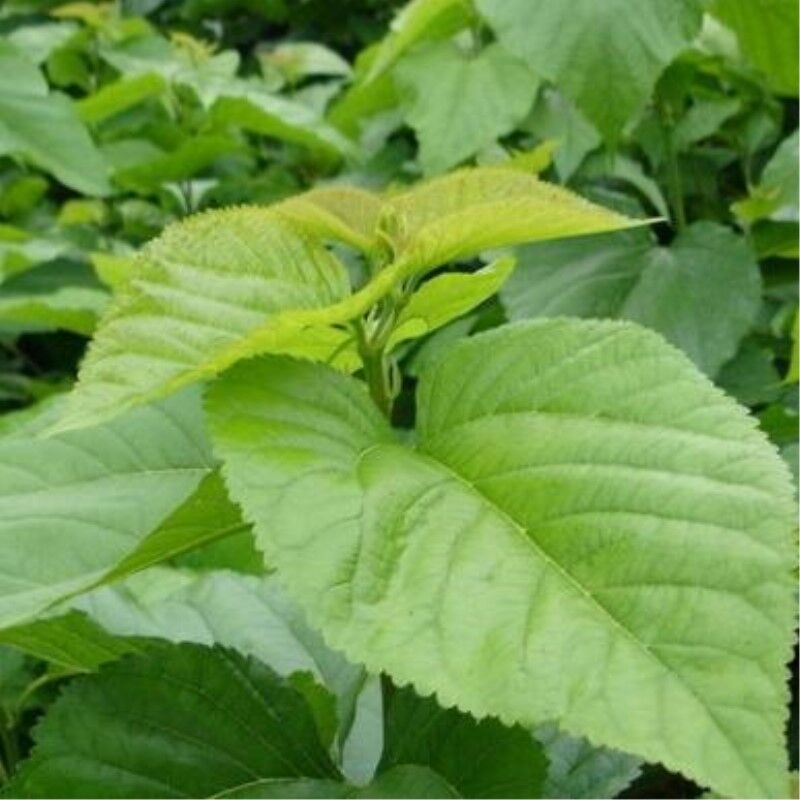 HelloYoung Dried Mulberry Leaf Tea Chinese Natural Mulberry Leaves Tea Herbal Detox Tea50g