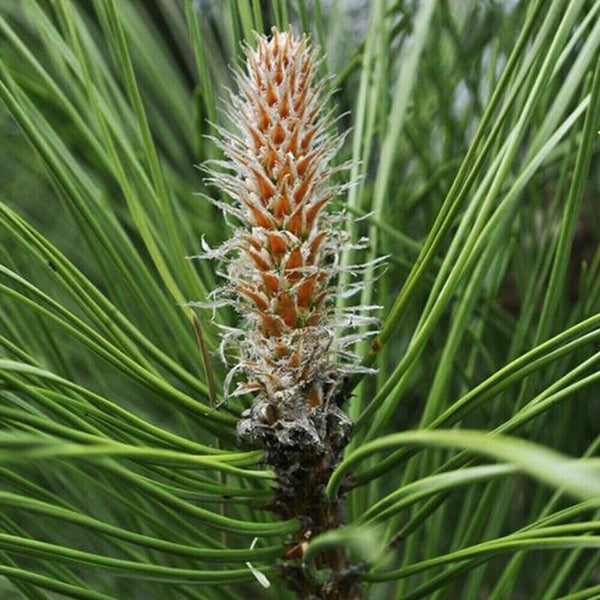250g Pine Needle Tea Herb Medicine Healthy Anti-Aging Super Food