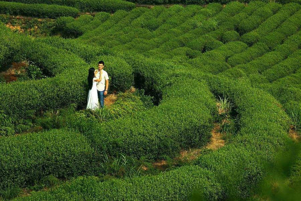 HelloYoung Tieguanyin Oolong Chinese Anxi Tie Guan Yin Green Tea CN Factory Direct 50g