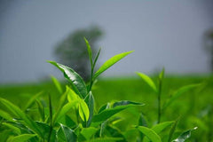 HelloYoung Tieguanyin Oolong Chinese Anxi Tie Guan Yin Green Tea CN Factory Direct 50g