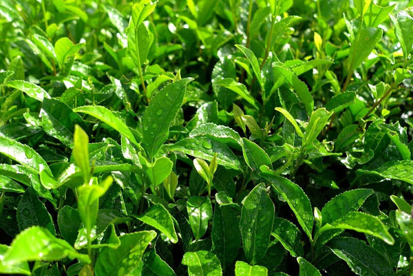 Matcha Green Tea Powder 100g. (Australian NASAA Organic) Ceremonial Matcha Tea