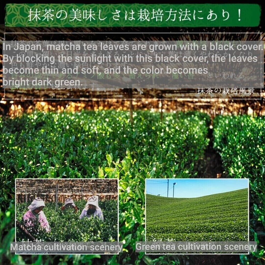 Japanese Matcha Green Tea Aoarashi 100g Kyoto Uji Matcha Powder