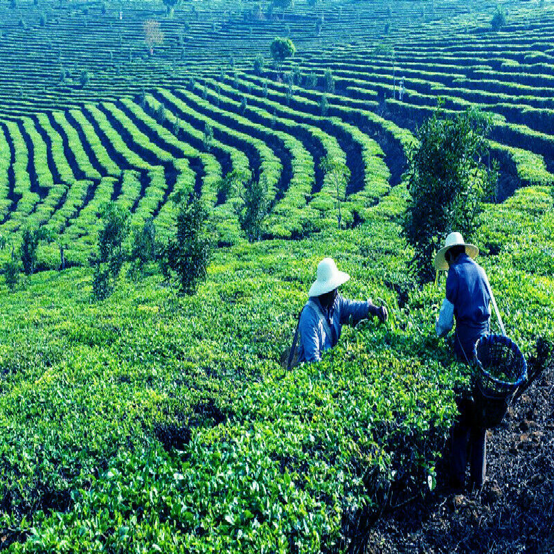 Natural Chinese Organic Sweet-scented Osmanthus Flower Dried Fragrans Tea Herbal
