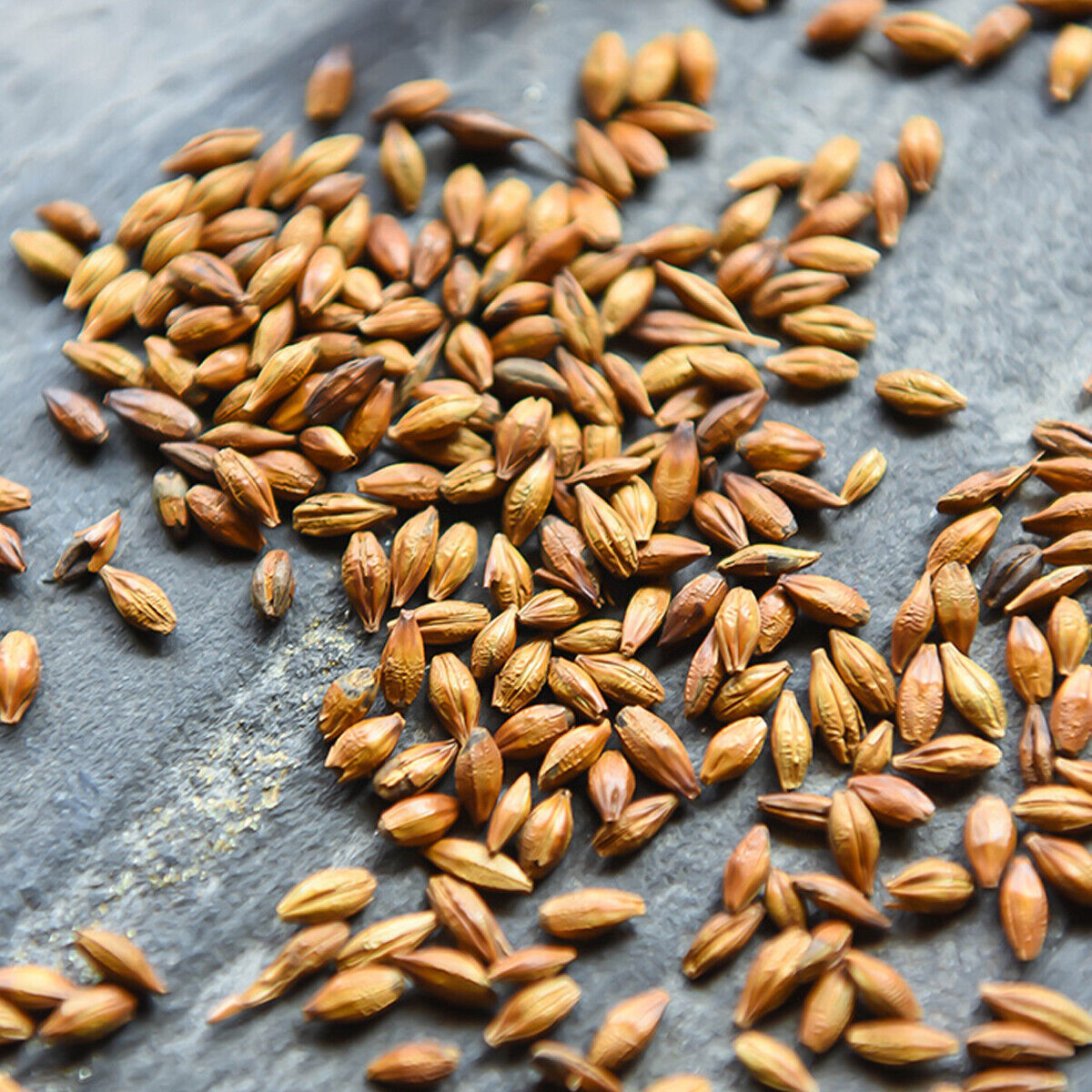 HelloYoung Herbal Tea Mugicha Boricha Taste Cooking Bulk To Lose Weight Original Barley Tea