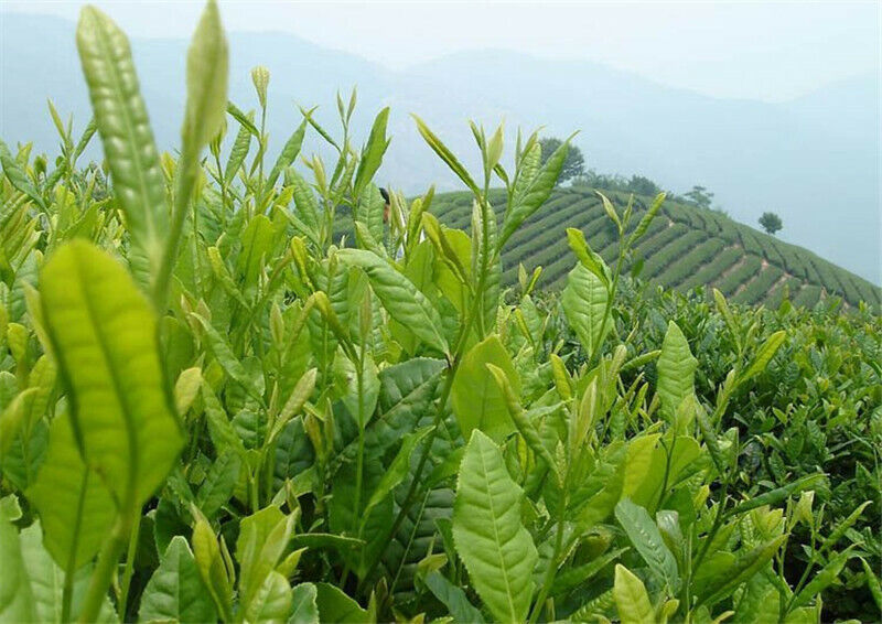 250g Top Alishan High Mountain Tea Peach Tea Flavor Oolong Tea Organic Green Tea