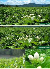 250g New Organic Jasmine Flower Tea Blooming Scented Tea Green Tea Hot sale!