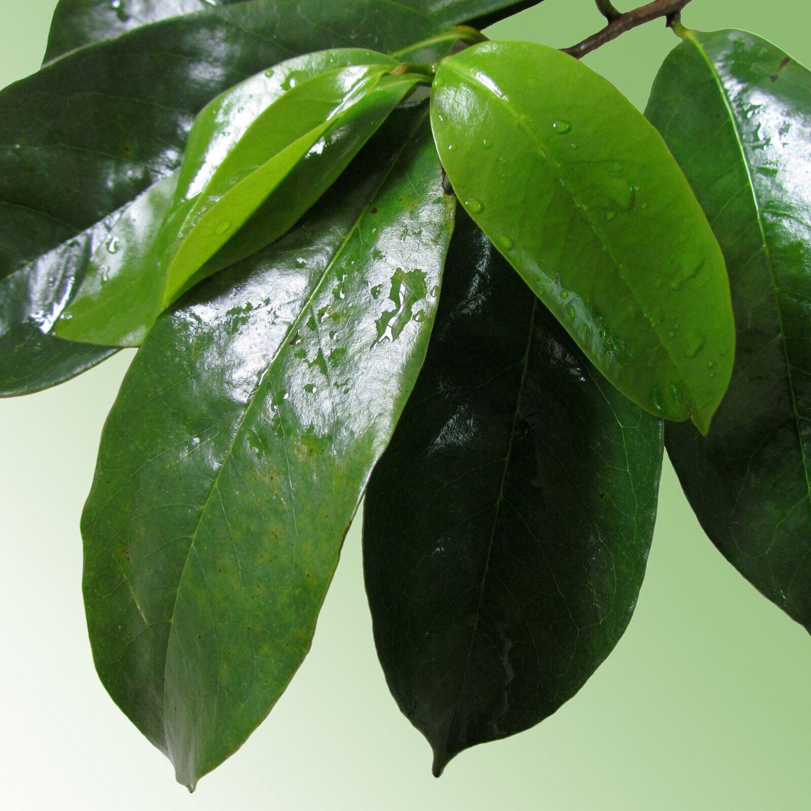 Annona Muricata Guanabana Herbal Tea 100 Tea Bags Pure Leaf Soursop