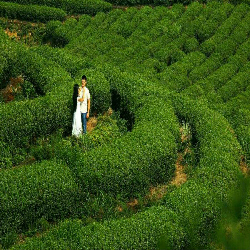 HelloYoung 300gHigh Quality Perfume White Tea Iced Tea 100% White Tea Fuding White Tea Cake