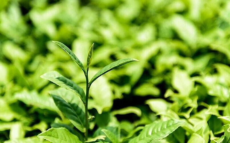 HelloYoung 20g Dried Loose Lotus Leaf Tea Flower Herbal Tea Chinees Slimming Tea Green Food