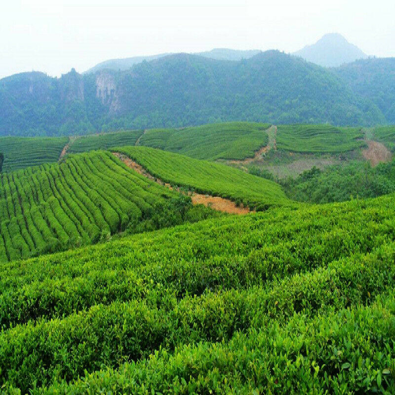 HelloYoung Lemon Tea Lemon Slices Dried Fruit Tea Freshly Soaked  Scented Tea Healthy Food