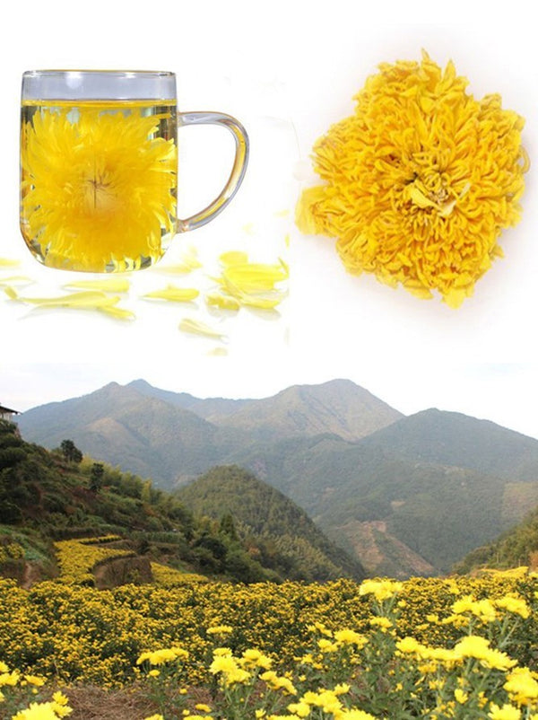 Organic Gold Huang Ju 4 Pcs Large Chrysanthemum Flower Tea Herbal Tea in Summer