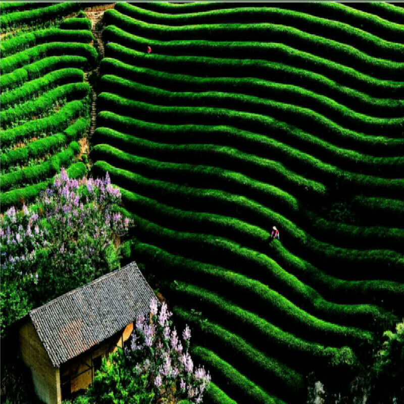 HelloYoung Tieguanyin Oolong Chinese Anxi Tie Guan Yin Green Tea CN Factory Direct 50g