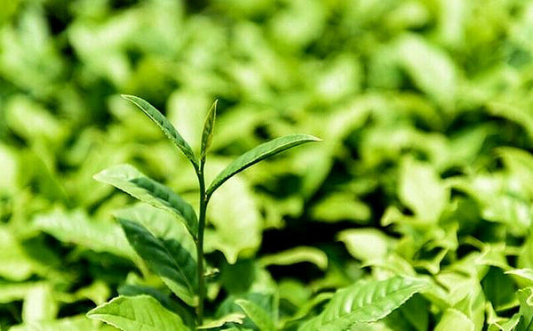 100g Yunnan Puerh Tea Xinhui Citrus Puer Tea Small Green Citrus Pu Er Cooked Tea