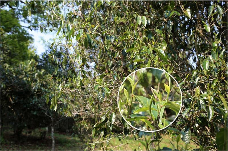 HelloYoung Tangerine peel Packaging Puerh Orange Puer cooked tea 250g Yunnan Tea Pu'er tea