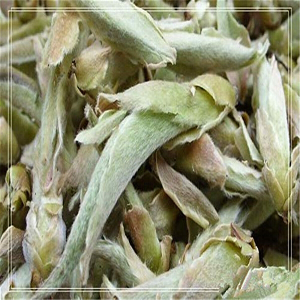 HelloYoung Anti-age Special Organic Loose White Tea Puerh Tree Buds Wild Cha Puer Tea 100g Main image