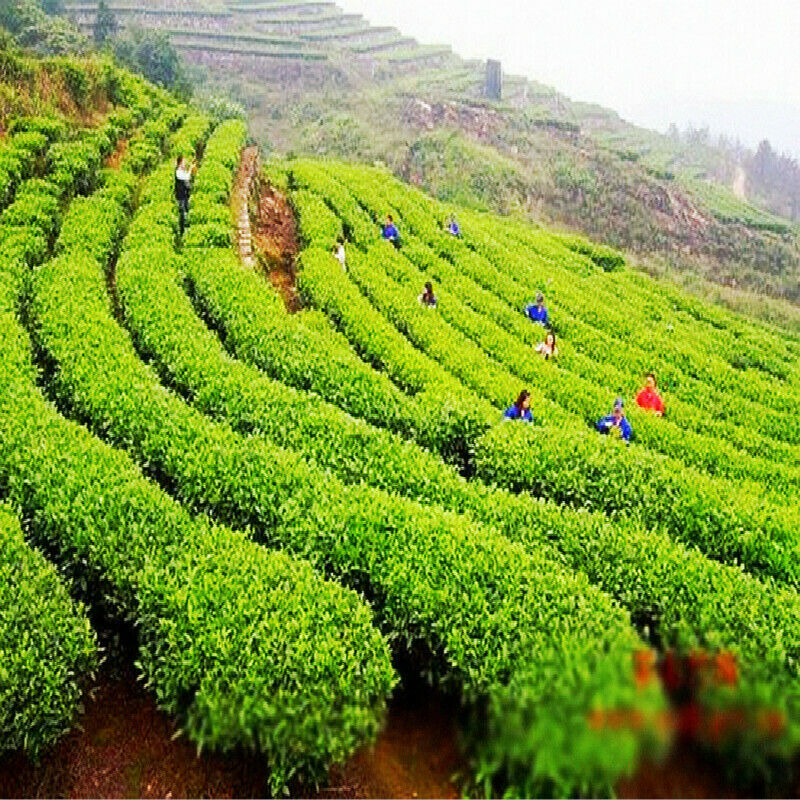 Natural Flower Tea Stevia Leaves Tea Low Sugar Substitute Sweet Scented Tea Bulk