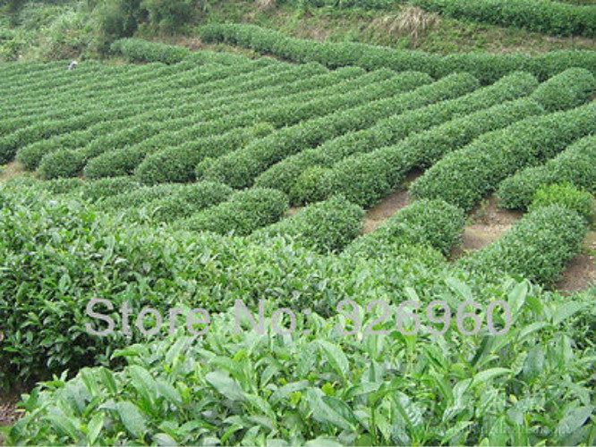 250g Oolong Tea Da Hong Pao Tea Loose Leaf Dahongpao Tea Black Tea Big Red Robe