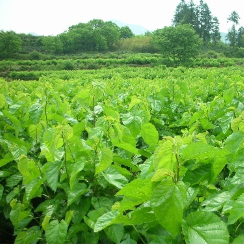 HelloYoung Dried Mulberry Leaf Tea Chinese Natural Mulberry Leaves Tea Herbal Detox Tea50g