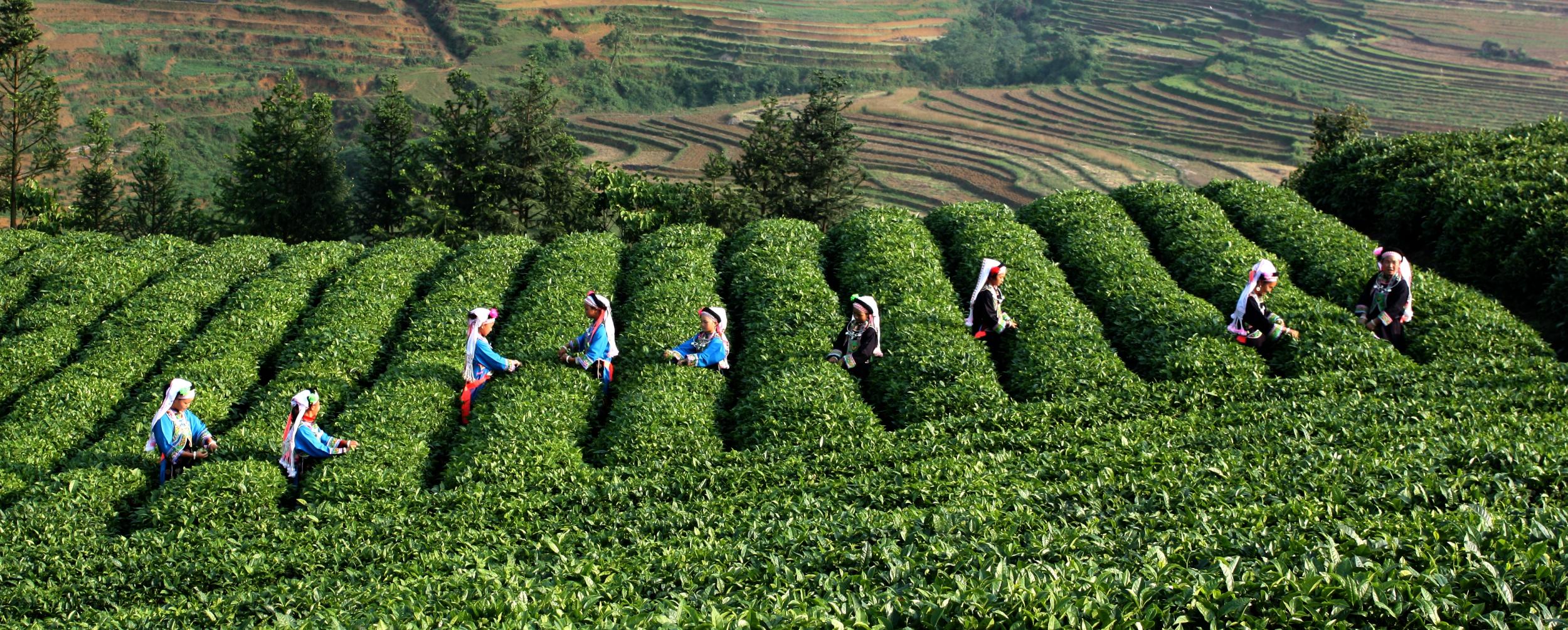 HelloYoung357g Years Old Puer Tea Ripe Tea Pu Er Chinese Yunnan Menghai Pu-erh Tea Shu  Tea