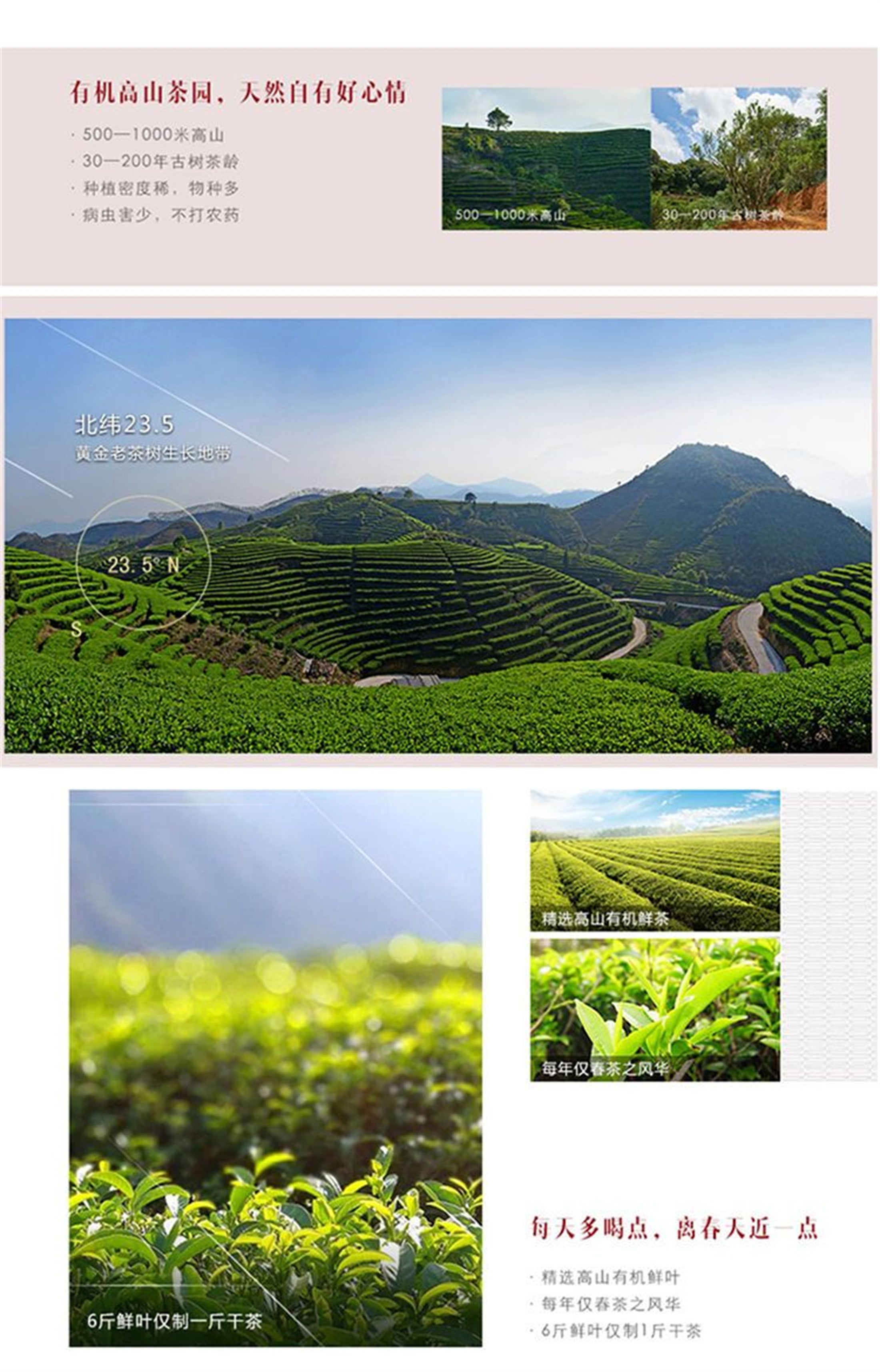 HelloYoung Chaozhou Phoenix Dancong Feng Huang Oolong Chinese Wu Dong Dan Cong Tea 125g