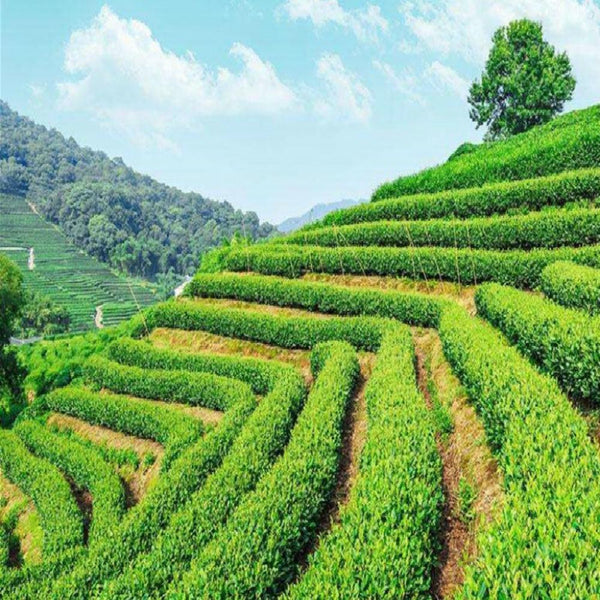 HelloYoungTea Yunnan Puerh Tea Cake 2017 Ripe Puer Cake 357g Vintage Chen Xiang Hong Yin Shu