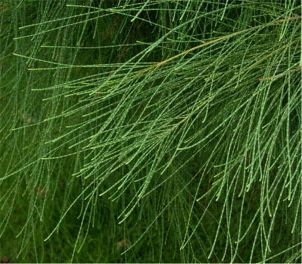 HelloYoung Ephedra Herb tea China Original Scented Tea Good Tea Natural Organic Flower tea Green Food Herbal tea Without Additives (500g)