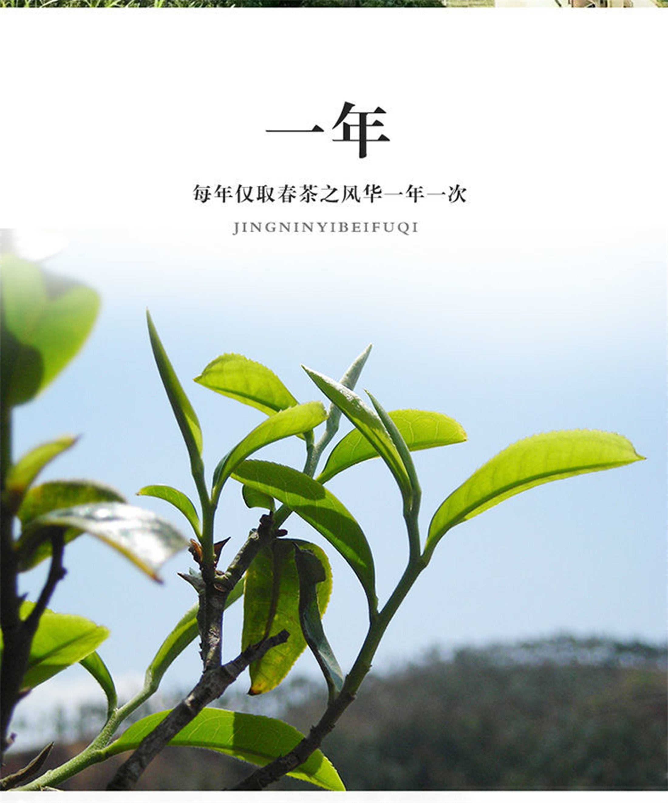HelloYoung Chaozhou Phoenix Dancong Feng Huang Oolong Chinese Wu Dong Dan Cong Tea 125g