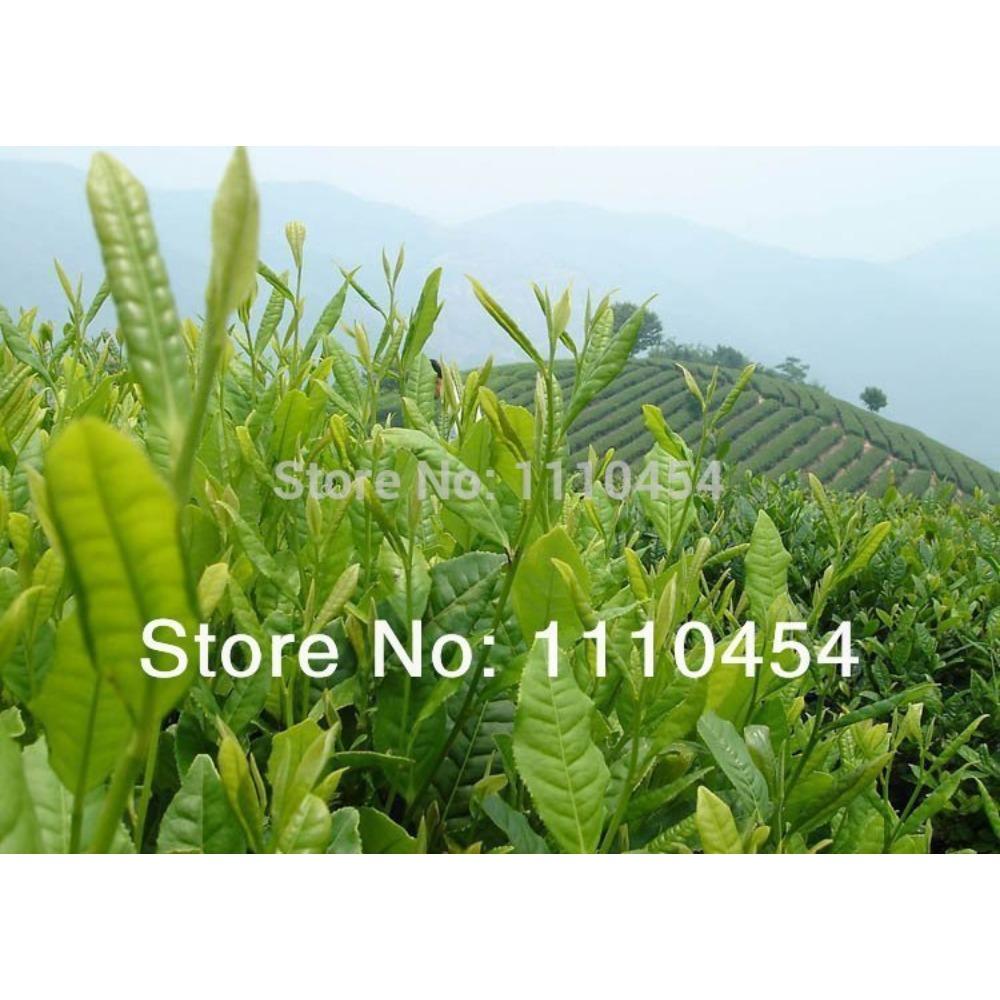 HelloYoungTea Oolong Tieguanyin Jin Xuan High Mountain Tea Green Tea Loose Leaf Natural Flavor Fresh Brew Gift Box