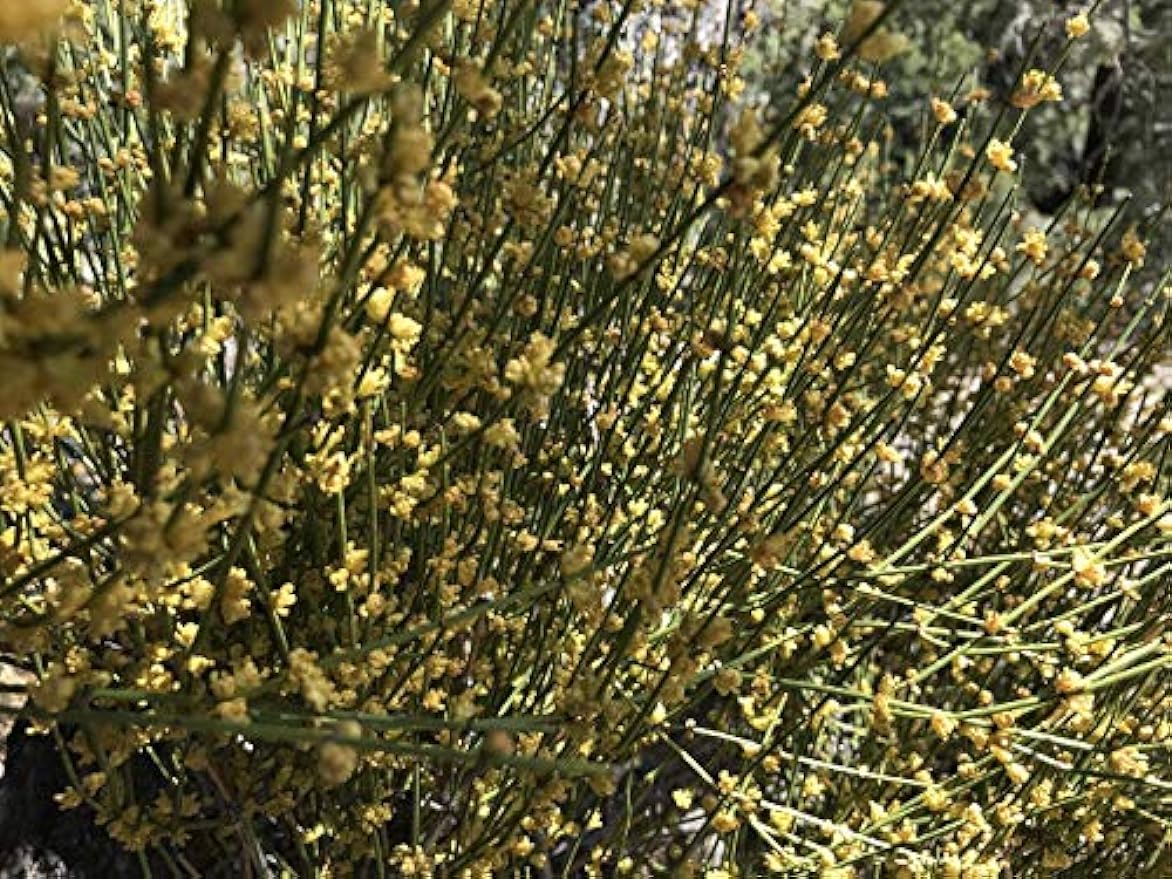 HelloYoung Mormon Tea - Brigham Tea - Ephedra Tea - SUBALPINE | USA WILDCRAFTED 8.8oz Dried