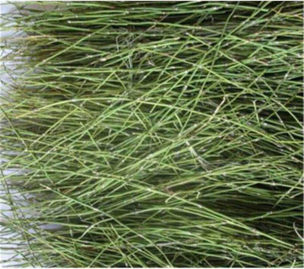 HelloYoung Ephedra Herb tea China Original Scented Tea Good Tea Natural Organic Flower tea Green Food Without Additives Herbal tea (500g) Secondary image