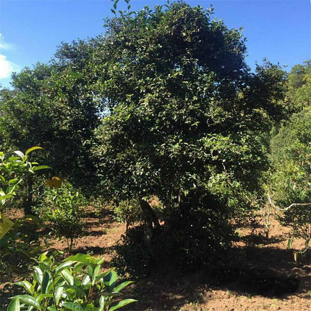HelloYoung Tuo Cha Puer Ripe Tuocha * Pu Erh V93 Tea Menghai Dayi Ripe Pu-erh Tea