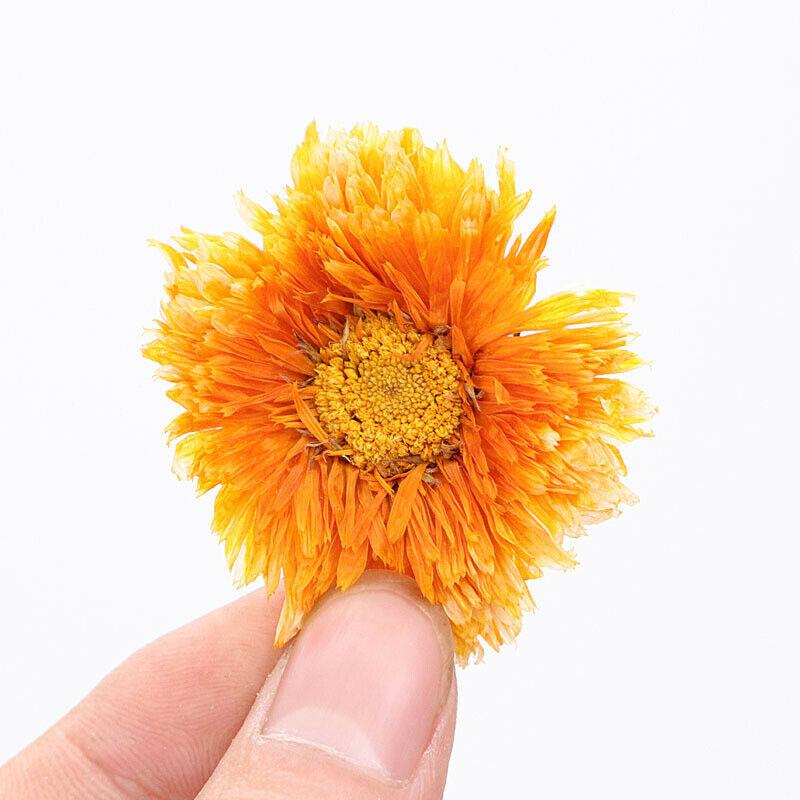 HelloYoungTea Chinese Marigold Tea Genuine Female Flower Herbal Tea Calendula Officinalis Tea