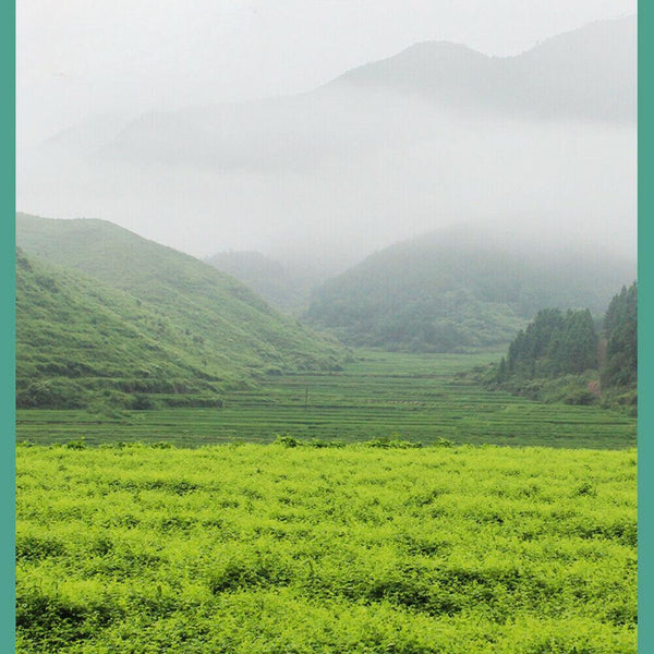 HelloYoungTea Jiaogulan Cha Gynostemma Tea Lowering Three Highs Helps Delay Aging Hetbal Tea Natural Health Herb