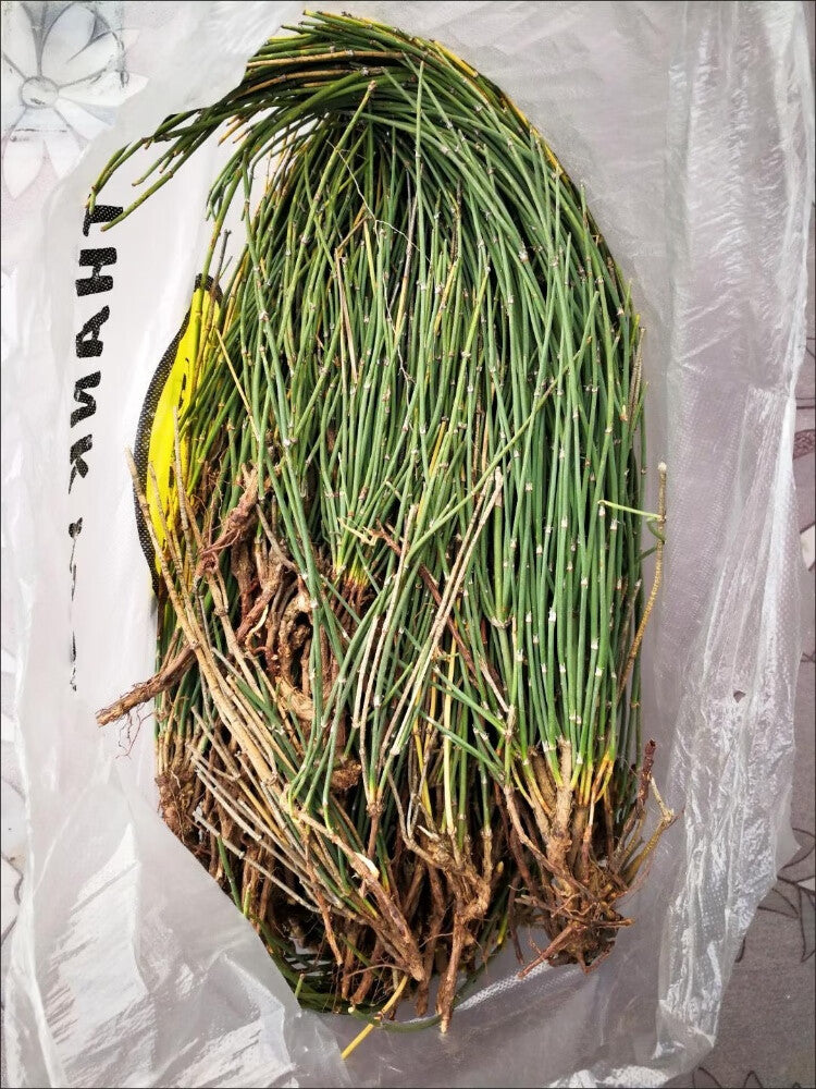 HelloYoung Mahuang Natural Ephedra Sinica Tea Mo huang Good Tea Natural Organic Flower tea 500g